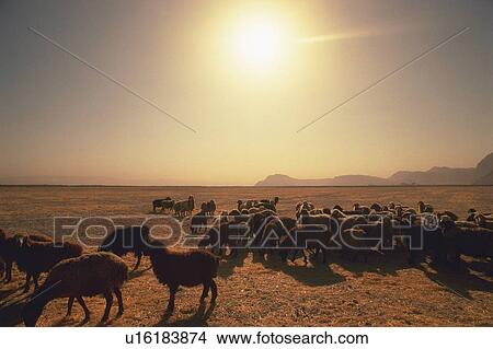 Picture - A flock of sheeps, Iran, Low Angle View. Fotosearch