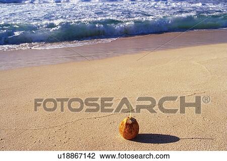 a Beach and a Coconut Drink in the Sand, High Angle View, Hawaii, USA View Large Photo Image Stock Image - a Beach and a Coconut Drink in the Sand, High Angle View, Hawaii, USA. Fotosearch