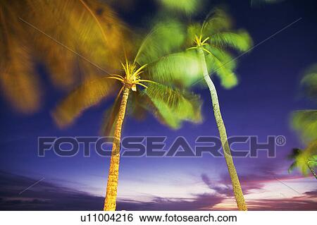 a Blue and an Orange-colored Palm Tree Under a Purple Sky, Low Angle View, Blurred Motion, Hawaii, USA View Large Photo Image Stock Photograph - a Blue and an Orange-colored Palm Tree Under a Purple Sky, Low Angle View, Blurred Motion, Hawaii, USA. Fotosearch