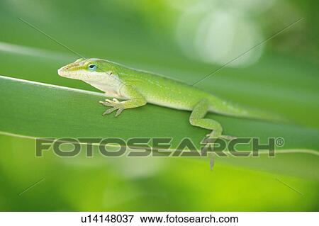 a Green Lizard, Sitting on a Huge Leaf, Side View, Differential Focus, Hawaii, USA View Large Photo Image Stock Photo - a Green Lizard, Sitting on a Huge Leaf, Side View, Differential Focus, Hawaii, USA. Fotosearch