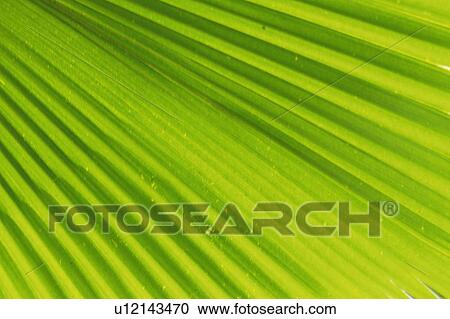 a Hemp Palm Leaf, Light Green Stripes Visual, High Angle View, Hawaii, USA View Large Photo Image Stock Image - a Hemp Palm Leaf, Light Green Stripes Visual, High Angle View, Hawaii, USA. Fotosearch