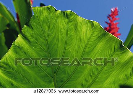 a Huge Green Leaf, Surrounded By Red Ginger, Low Angle View, Differential Focus, Hawaii, USA View Large Photo Image Stock Photography - a Huge Green Leaf, Surrounded By Red Ginger, Low Angle View, Differential Focus, Hawaii, USA. Fotosearch