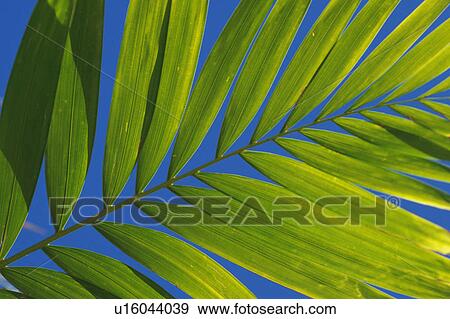 Stock Photo -  a Huge Palm Tree Leaf Under the Blue Sky, Low Angle View, Hawaii, USA. Fotosearch