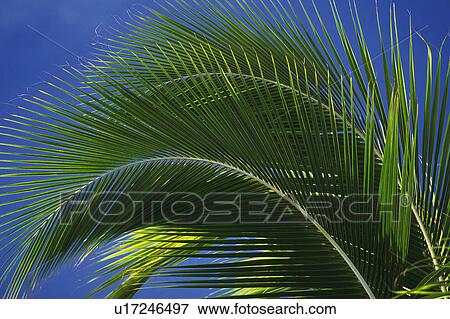 Stock Photo -  a Huge Palm Tree Leaf Under the Blue Sky, Low Angle View, Hawaii, USA. Fotosearch