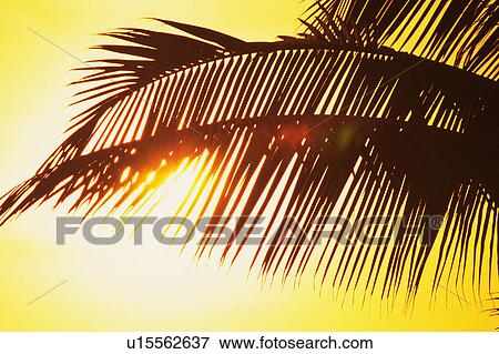 Stock Photo -  a Huge Palm Tree Leaf With the Sun Shining Through, Low Angle View, Hawaii, USA. Fotosearch