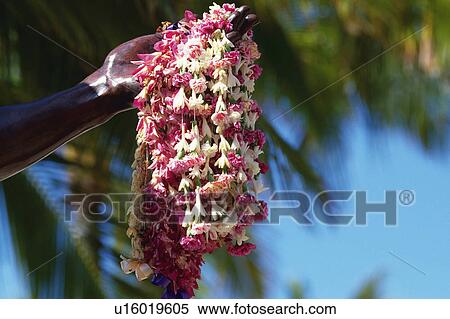 Stock Photography -  a Lei, Held By a Person, Low Angle View, Differential Focus, Hawaii, USA. Fotosearch