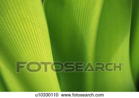 a Light Green Leaf, Front View, Differential Focus, Hawaii, USA View Large Photo Image Stock Image - a Light Green Leaf, Front View, Differential Focus, Hawaii, USA. Fotosearch