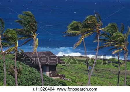 Picture -  a Little Beach House Right Next to the Ocean, Surrounded By Palm Trees, High Angle View, Hawaii, USA. Fotosearch