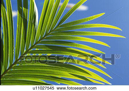 a Palm Tree Leaf Under a Blue Sky, Low Angle View, Differential Focus, Hawaii, USA View Large Photo Image Stock Photography - a Palm Tree Leaf Under a Blue Sky, Low Angle View, Differential Focus, Hawaii, USA. Fotosearch