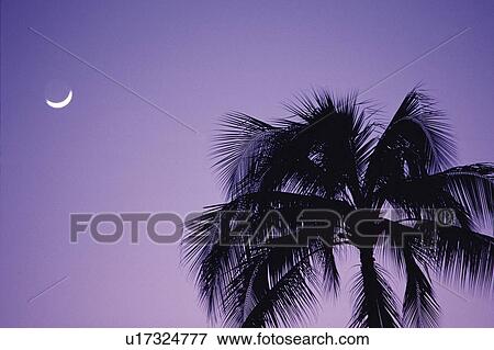 a Palm Tree Under a Purple Sky, the Moon on Top, Low Angle View, Hawaii, USA View Large Photo Image Stock Photo - a Palm Tree Under a Purple Sky, the Moon on Top, Low Angle View, Hawaii, USA. Fotosearch