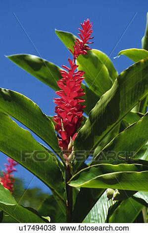 a Red Ginger Under a Blue Sky, Low Angle View, Hawaii, USA View Large Photo Image Stock Photo - a Red Ginger Under a Blue Sky, Low Angle View, Hawaii, USA. Fotosearch