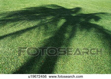 Stock Photograph -  a Shadow of a Palm Tree, Visual on a Field of Grass, High Angle View, Hawaii, USA. Fotosearch