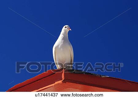 Stock Photo -  a White Pigeon, Sitting on a Red Roof Under a Blue Sky, Low Angle View, Hawaii, USA. Fotosearch