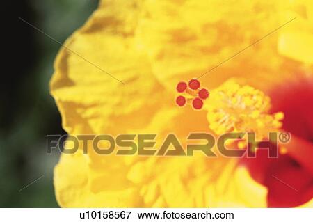 a Yellow-colored Hibiscus, High Angle View, Differential Focus, Hawaii, USA View Large Photo Image Stock Photo - a Yellow-colored Hibiscus, High Angle View, Differential Focus, Hawaii, USA. Fotosearch