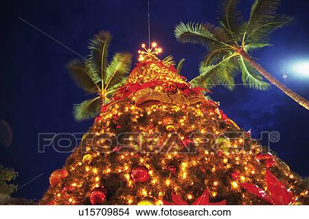 an Illuminated Christmas Tree Surrounded By a Couple of Palms, Long Exposure, Low Angle View, Hawaii, USA View Large Photo Image Picture - an Illuminated Christmas Tree Surrounded By a Couple of Palms, Long Exposure, Low Angle View, Hawaii, USA. Fotosearch