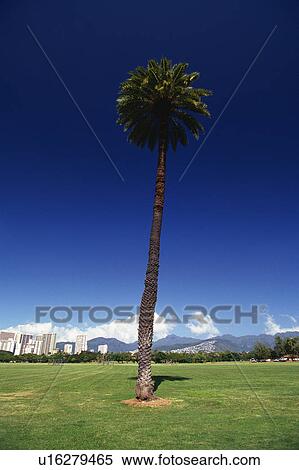 Stock Photography -  One Single Palm Tree Standing on a Large Field of Grass, Low Angle View, Hawaii, USA. Fotosearch