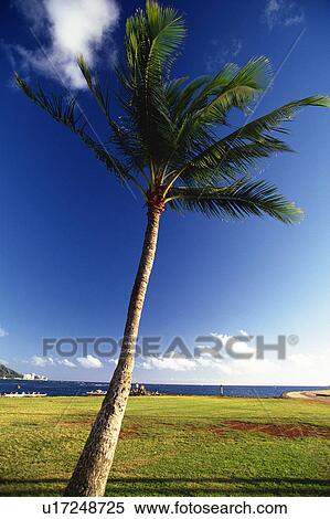 One Single Palm Tree Standing on a Flat Green Land, With the Ocean in the Background, Low Angle View, Hawaii, USA View Large Photo Image Stock Photography -  One Single Palm Tree Standing on a Flat Green Land, With the Ocean in the Background, Low Angle View, Hawaii, USA. Fotosearch