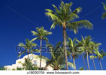 Plusieurs Palmiers Et A White Colored Maison Sous A Ciel Bleu Bas Affichage Angle Hawai Usa Banques De Photographies U Fotosearch