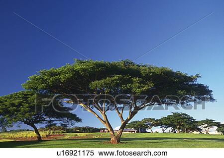 Several Big Trees Under a Blue Sky, Front View, Hawaii, USA View Large Photo Image Stock Photography - Several Big Trees Under a Blue Sky, Front View, Hawaii, USA. Fotosearch