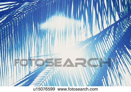 Stock Photo -  Several Palm Tree Leaves, the Sun Shining Through, Low Angle View, Hawaii, USA. Fotosearch