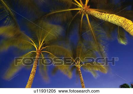 Stock Photography -  Several Palm Trees From Below, Blurred Motion, Hawaii, USA. Fotosearch