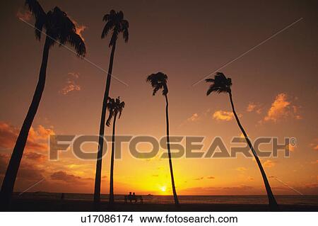 Picture -  Several Palm Trees Near the Ocean By Sunset, Low Angle View, Hawaii, USA. Fotosearch