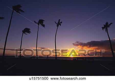 Several Palm Trees Near the Ocean By Sunset, Low Angle View, Hawaii, USA View Large Photo Image Stock Image - Several Palm Trees Near the Ocean By Sunset, Low Angle View, Hawaii, USA. Fotosearch