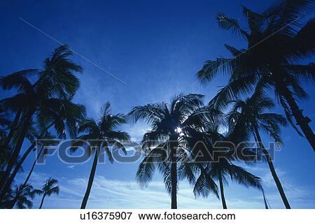 Several Palm Trees Under a Blue Sky, Low Angle View, Hawaii, USA View Large Photo Image Stock Photo - Several Palm Trees Under a Blue Sky, Low Angle View, Hawaii, USA. Fotosearch
