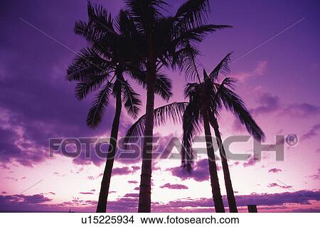 Several Palm Trees Under a Cloudy Sky, Purple From the Sunset, Low Angle View, Hawaii, USA View Large Photo Image Picture - Several Palm Trees Under a Cloudy Sky, Purple From the Sunset, Low Angle View, Hawaii, USA. Fotosearch