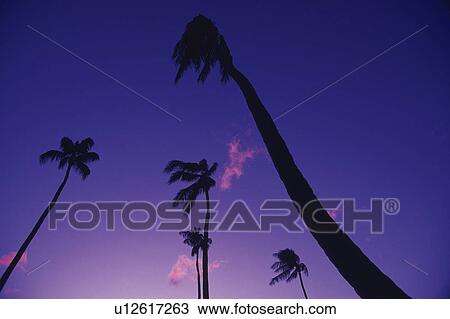 Stock Image -  Several Palm Trees Under a Purple Sky, Low Angle View. Fotosearch