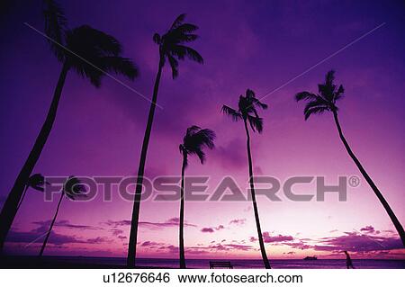 Stock Photograph -  Several Palm Trees Under a Purple Sky, Hawaii, USA, Low Angle View. Fotosearch