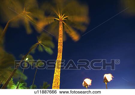 Stock Photograph -  Several Palm Trees Under the Night Sky, Low Angle View, Blurred Motion, Hawaii, USA. Fotosearch