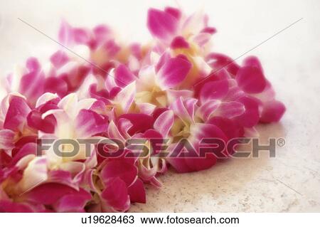 Several Pink-colored Orchids Lying on a White Ground, High Angle View, Differential Focus, Hawaii, USA View Large Photo Image Stock Image - Several Pink-colored Orchids Lying on a White Ground, High Angle View, Differential Focus, Hawaii, USA. Fotosearch