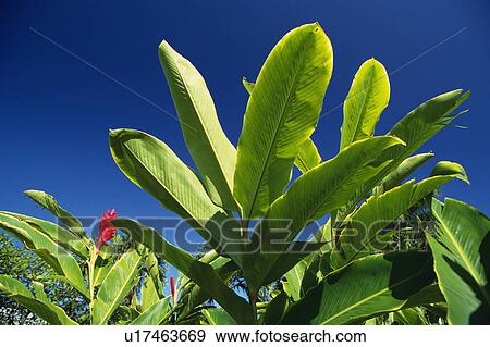 Stock Photo -  Several Red Ginger Leaves and the Red Flower, Low Angle View, Hawaii, USA. Fotosearch