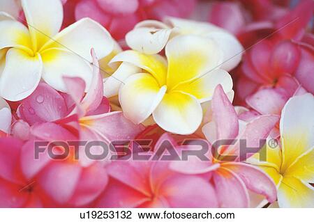 Stock Image -  Several White and Pink-colored Flower, High Angle View, Differential Focus, Hawaii, USA. Fotosearch