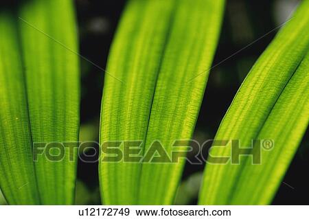 Stock Photo -  Three Leaves, High Angle View, Differential Focus, Hawaii, USA. Fotosearch