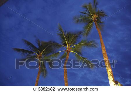 Three Palm Trees Under a Dark Blue Sky, Low Angle View, Hawaii, USA View Large Photo Image Stock Image - Three Palm Trees Under a Dark Blue Sky, Low Angle View, Hawaii, USA. Fotosearch