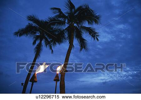 Stock Photography -  Two Palm Trees Next to Some Torches, Low Angle View, Hawaii, USA. Fotosearch