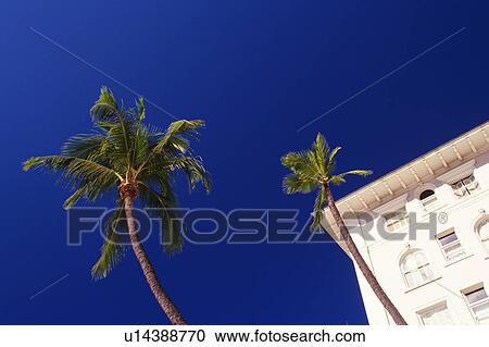 Two Palm Trees Standing Next to a White-colored Resort Hotel, Low Angle View, Hawaii, USA View Large Photo Image Stock Image - Two Palm Trees Standing Next to a White-colored Resort Hotel, Low Angle View, Hawaii, USA . Fotosearch