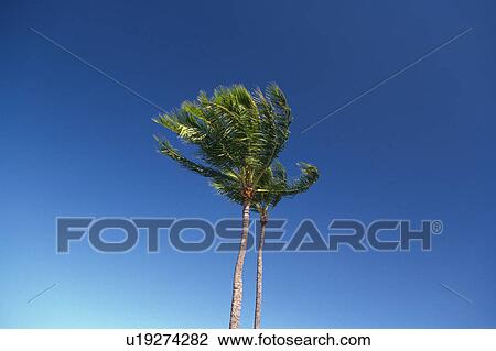 Stock Image -  Two Palm Trees, Their Leaves Waving in the Wind Under a Blue Sky, Low Angle View, Copy Space, Hawaii, USA. Fotosearch