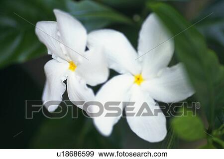 Two White Flowers, Surrounded By Leaves, High Angle View, Differential Focus, Soft Focus, Hawaii, USA View Large Photo Image Stock Photo - Two White Flowers, Surrounded By Leaves, High Angle View, Differential Focus, Soft Focus, Hawaii, USA. Fotosearch