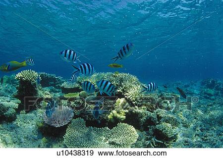 A Coral Reef and Tropical Fish View Large Photo Image Stock Photo - A Coral Reef and Tropical Fish. Fotosearch