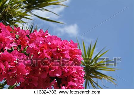 Stock Image - Bougainvillea. Fotosearch
