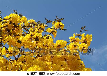 Stock Image - Flower. Fotosearch