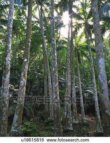 Stock Photograph - Forest. Fotosearch