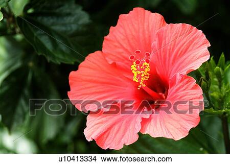 Picture - Hibiscus. Fotosearch