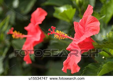 Stock Photo - Hibiscus. Fotosearch