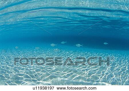 Stock Photo - Horse Mackerel. Fotosearch