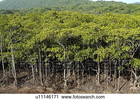 Stock Image - Mangrove. Fotosearch