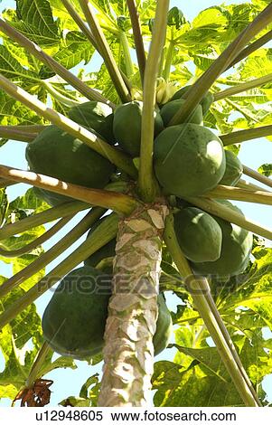 Stock Photography - Papaya. Fotosearch